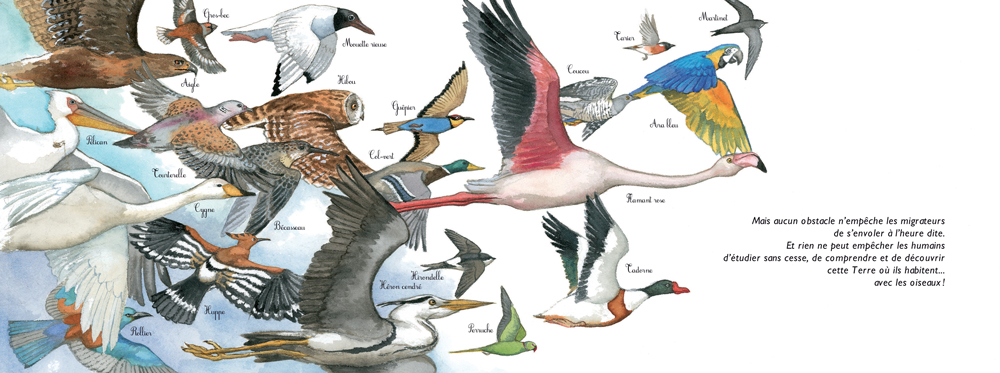 A Vol D'oiseau : Les Migrations