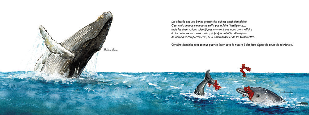 Splash La Baleine, Hop Le Dauphin
