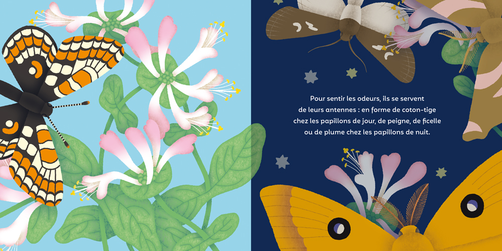Les P'tits Papillons : La Vie Des Lepidopteres