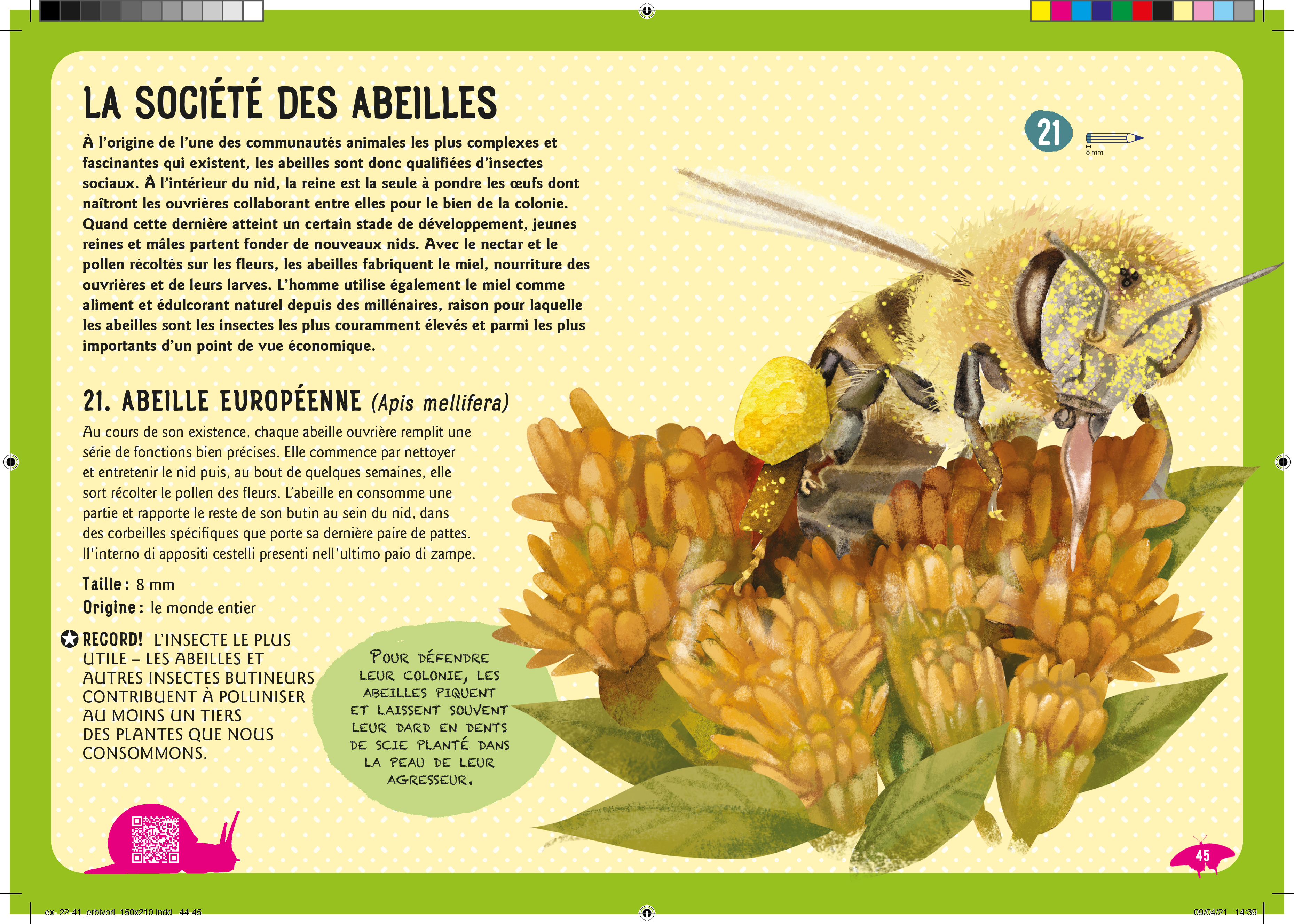 Guide Des Insectes Du Monde : Et Autres Invertebres