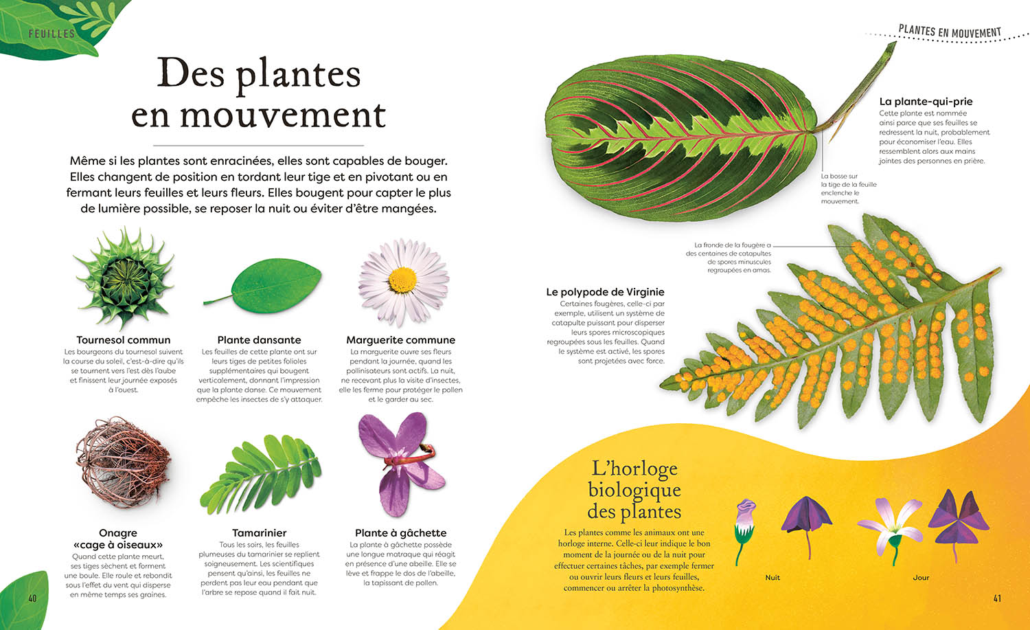 L'anthologie Insolite Des Plantes -  Fleurs, Arbres, Graines Et Autres Merveilles